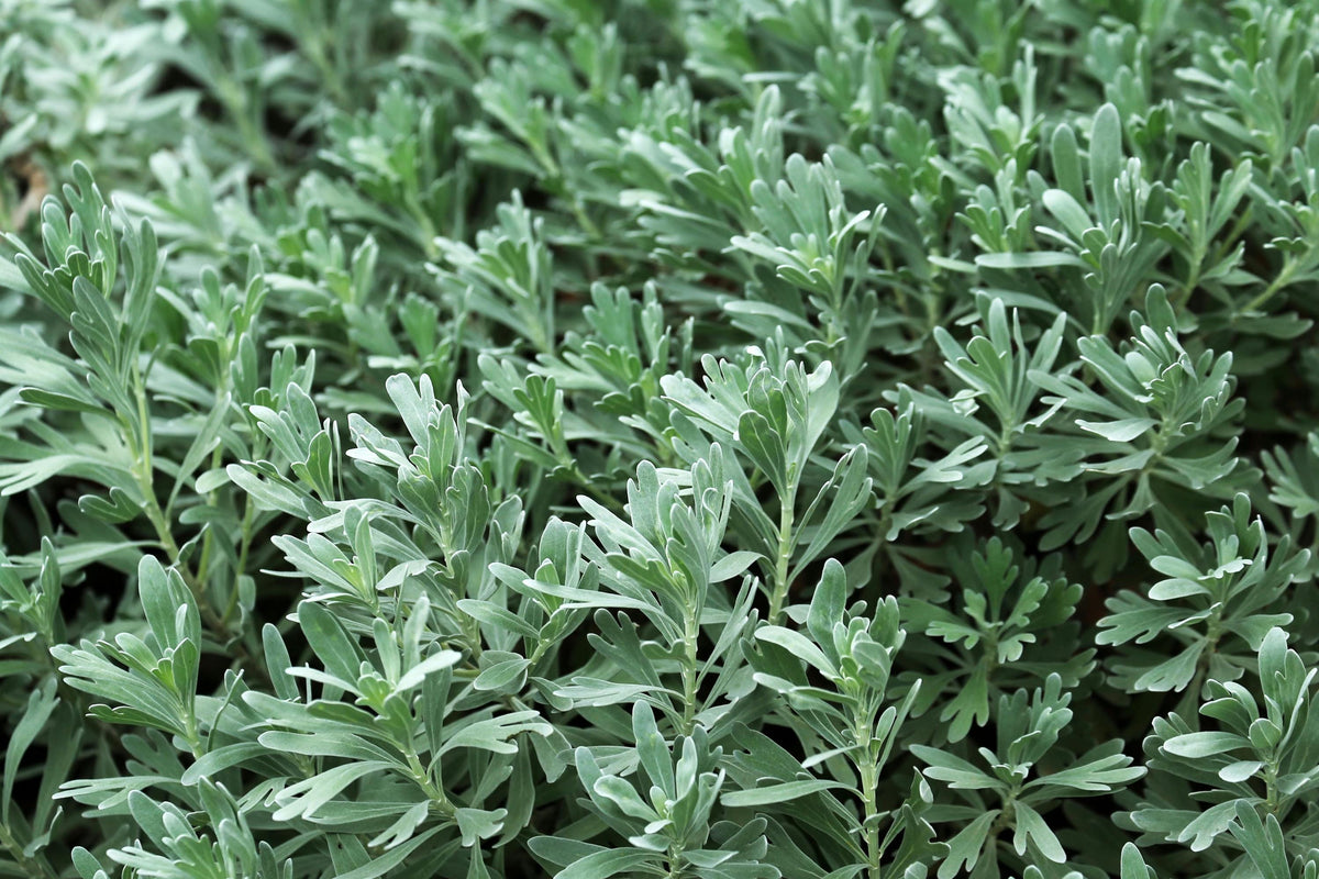 Wormwood Plant, 3.25 or 4.25 Inch Pot, Silvery Green Foliage