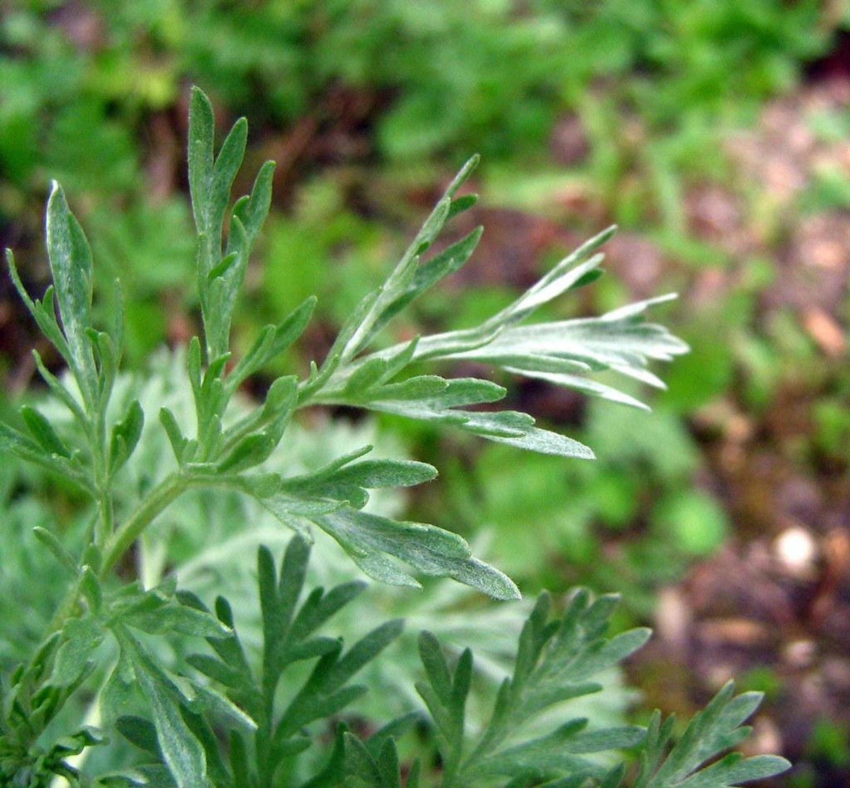 Wormwood Plant, 3.25 or 4.25 Inch Pot, Silvery Green Foliage