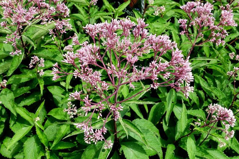 Joe Pye Weed Live Plant, 3.5 Inch Pot