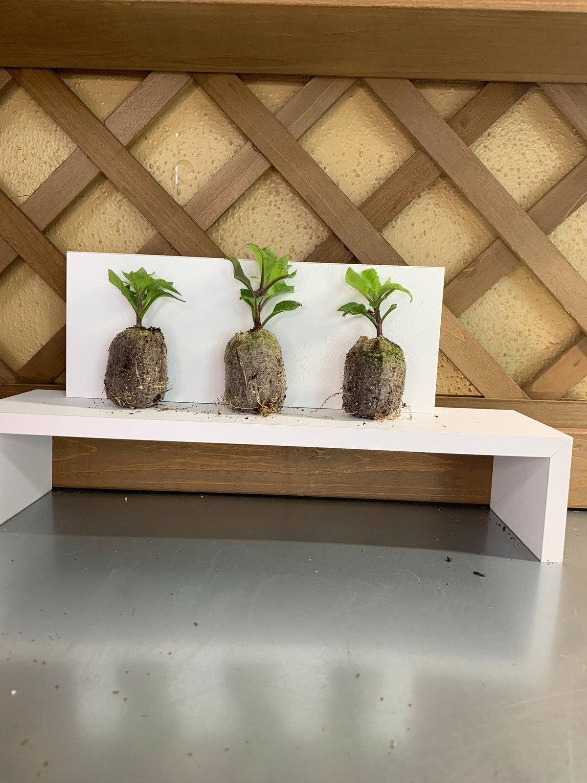 Gynura plant, 3 Starter plugs, Plant seedlings