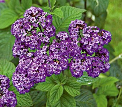 Heliotrope Live Plant, 3.5 Inch Pot