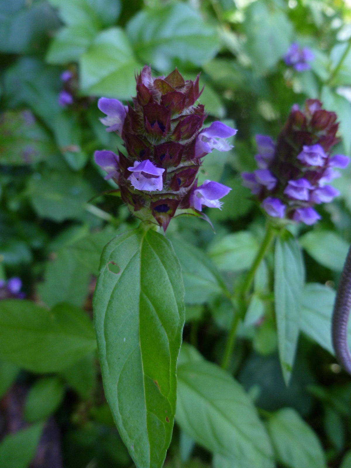 Self Heal Live Starter Plugs (Prunella Vulgaris), 3 Starter Plugs or 3.25 Inch Pot, Perennial plant