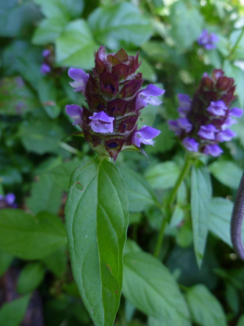 Self Heal Live Starter Plugs (Prunella Vulgaris), 3 Starter Plugs or 3.25 Inch Pot, Perennial plant
