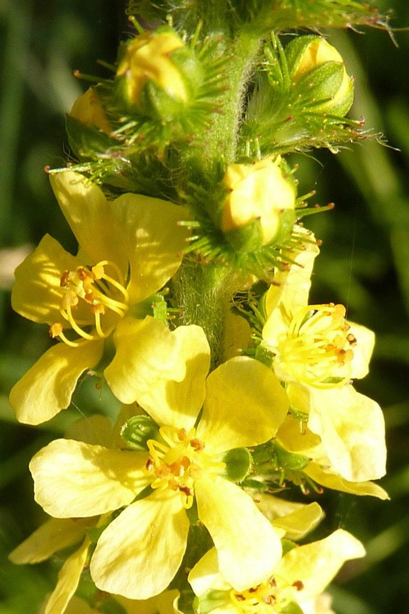 Agrimony Live Plant, 3.25 Inch Pot, Pollinator Garden Herb