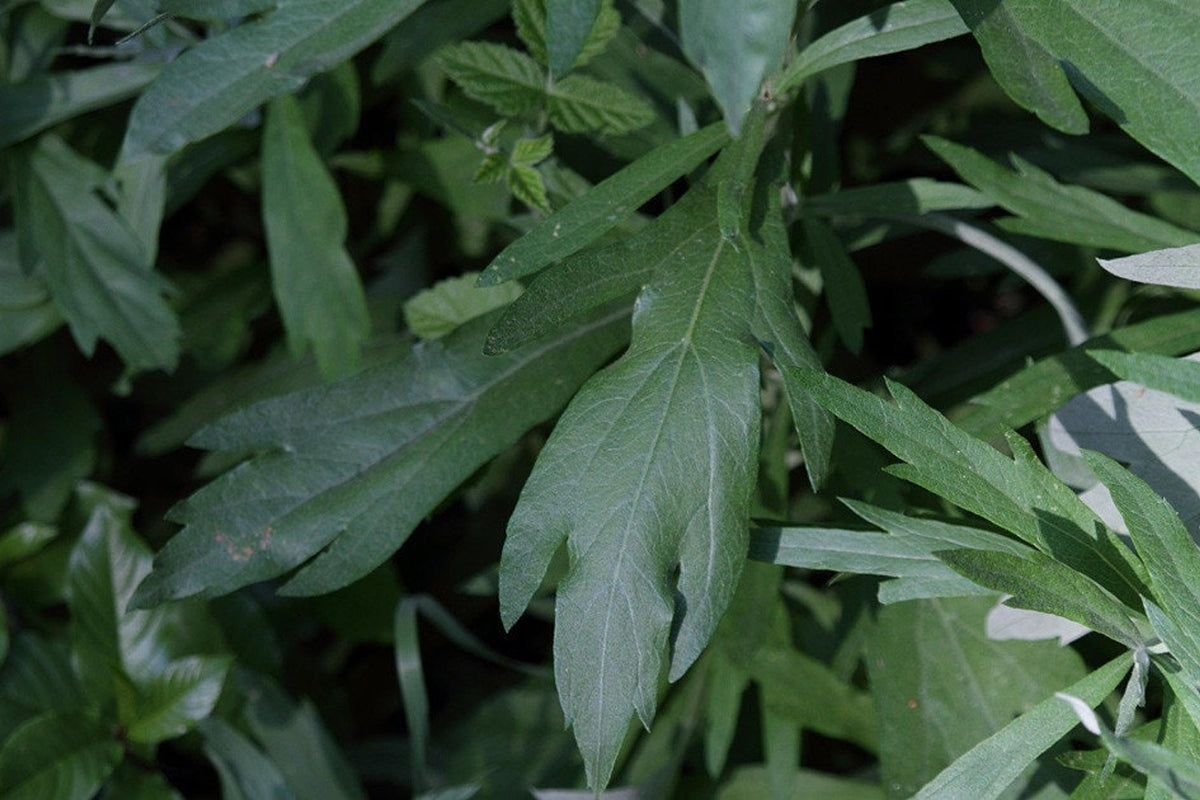 Mugwort Live Plant: Mosquito Repellent, Herbal Tea, Perennial