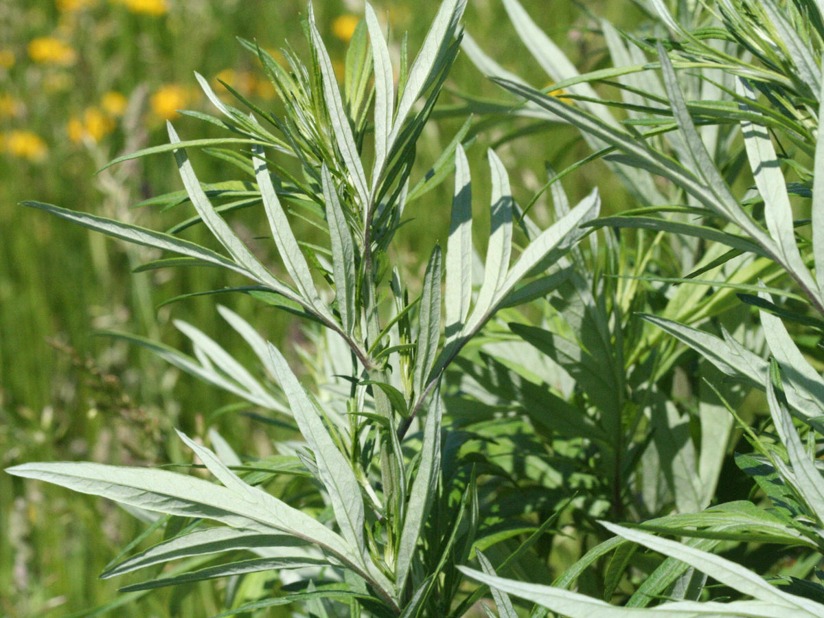 Mugwort Live Plant: Mosquito Repellent, Herbal Tea, Perennial
