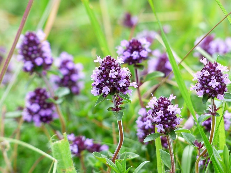 Lavender Thyme Live Plant, 3.25 Inch Pot