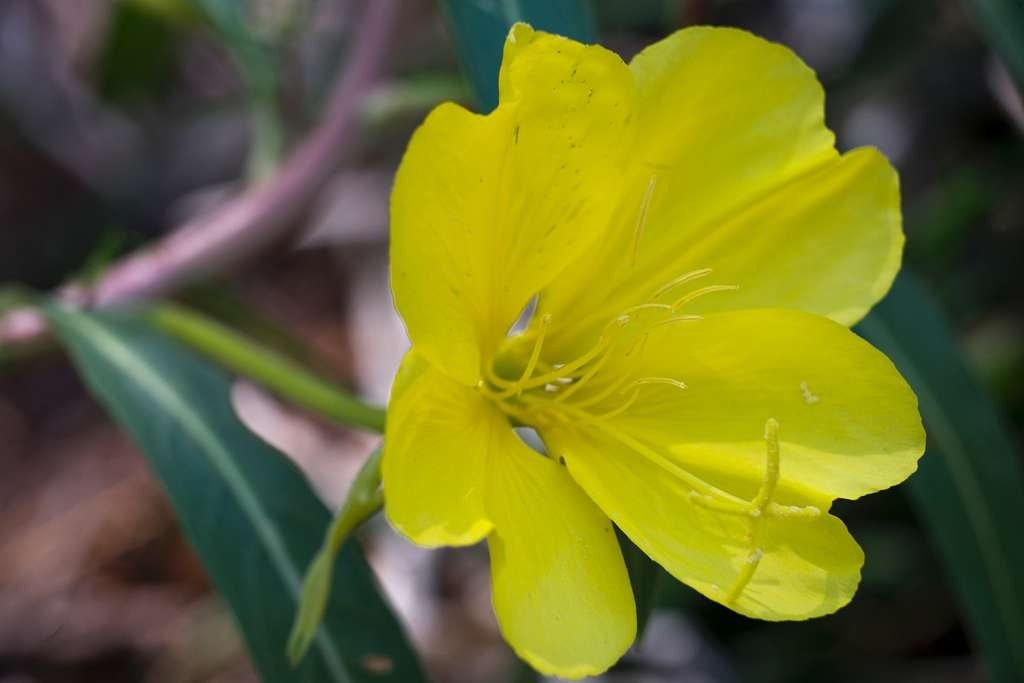 Evening Primrose Live Plant, 3.5 Inch Pot