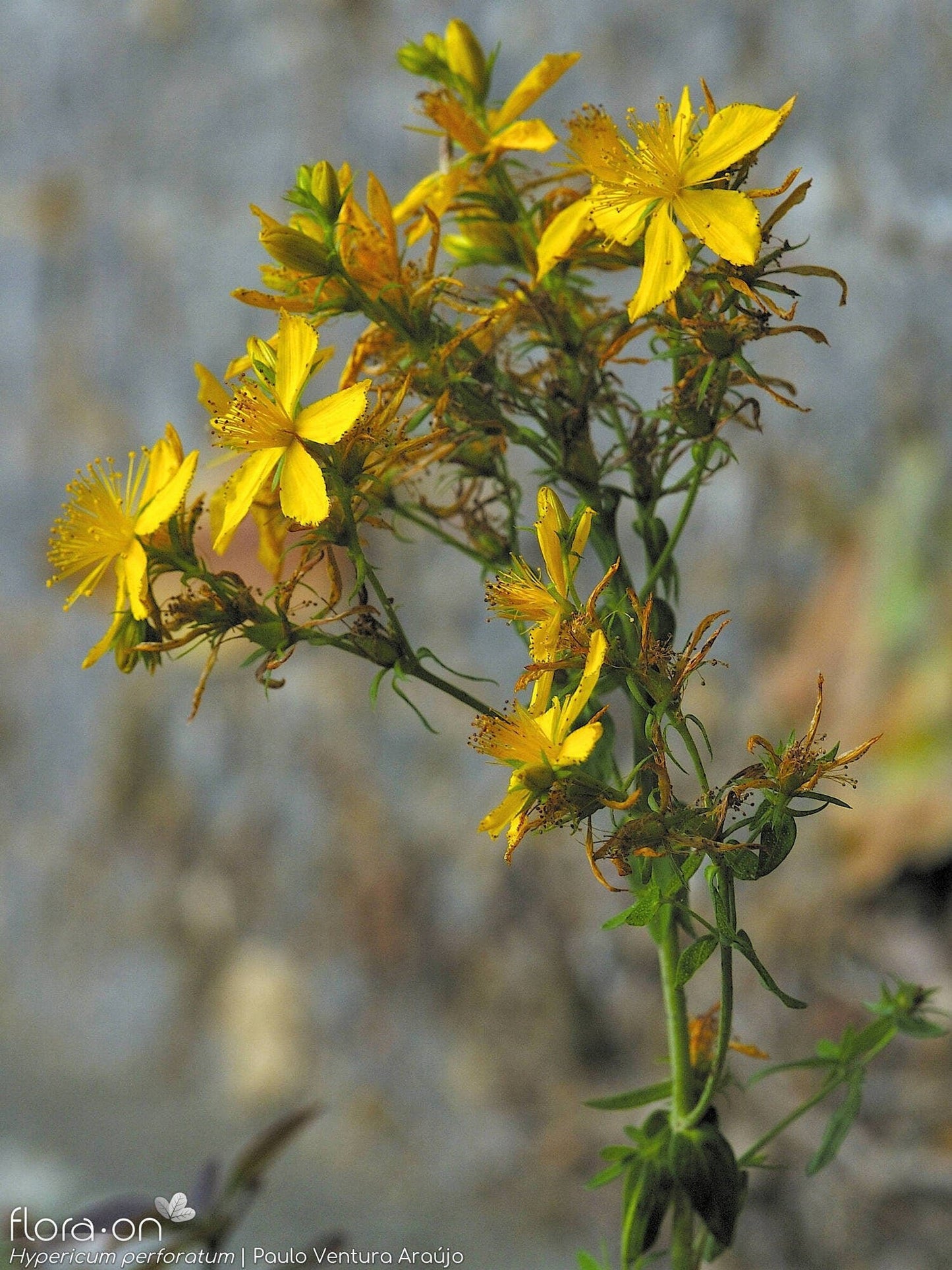 St Johns Wort Live Plant, 3.5 Inch Pot