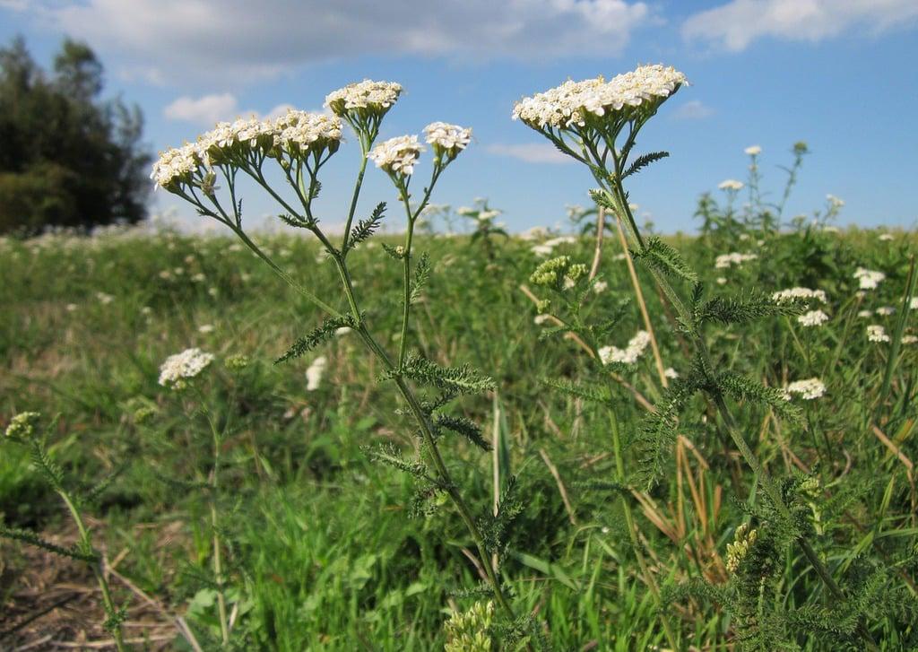 Yarrow Plant: Hardy Perennial Herb, White Blooms -3 Starter Plugs or 3.25 Inch Pot