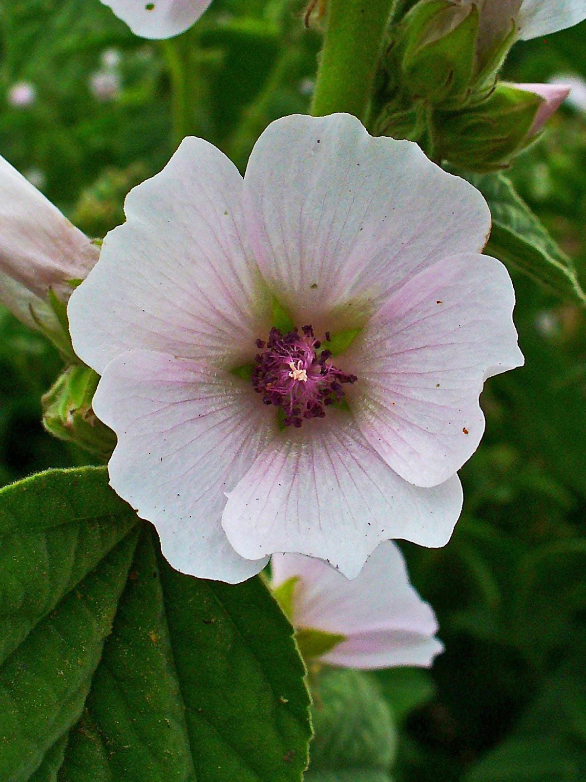 Marshmallow Plant, 3 Starter Plugs, Althaea officinalis -