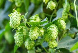 Hops Tincture, 1 oz bottle