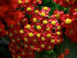 Rubra Yarrow Plant, 3 Pack of Starter Plugs or 3.25 Inch Pot
