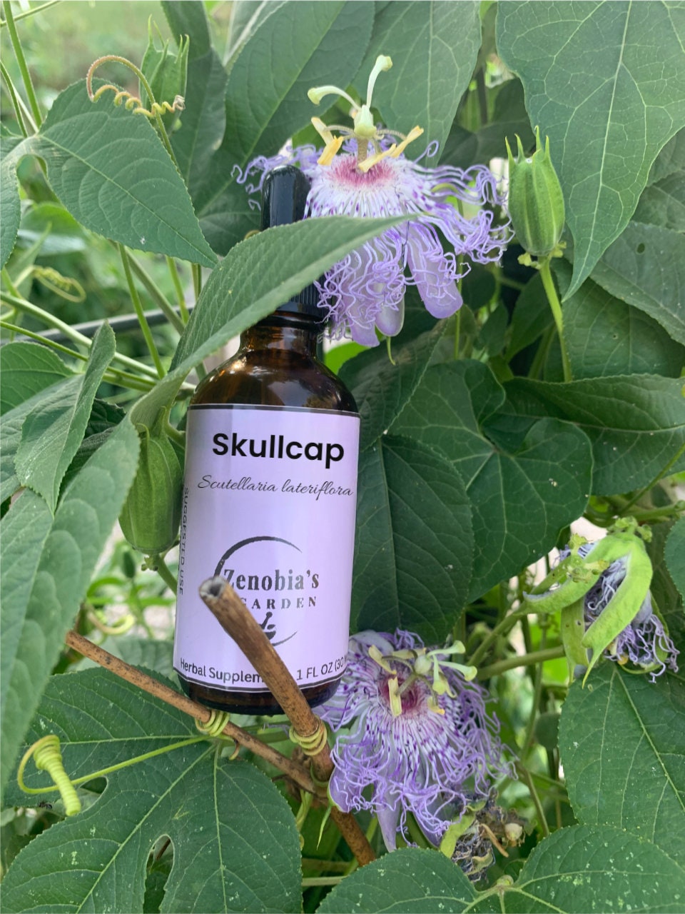 Skullcap Tincture, 1 oz bottle