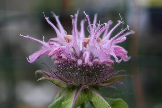 Dormant Wild Bergamot Plant, 3.5 Inch Pot