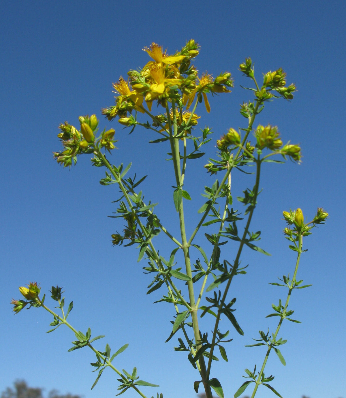 St. John’s Wort Herb Plant, 3 Starter Plugs – Bright Yellow Flowering Perennial