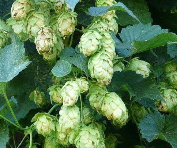 Dormant Hops Live Plant, 3.5 Inch Pot