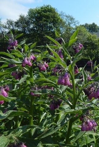 Comfrey Plant (Symphytum Officinale), 3.5 Inch Pot