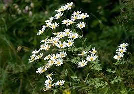 Feverfew Live Plant, 3.25 Inch Pot or Quart Pot, Perennial