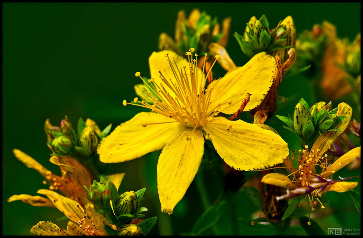 St. John’s Wort Herb Plant, 3 Starter Plugs – Bright Yellow Flowering Perennial