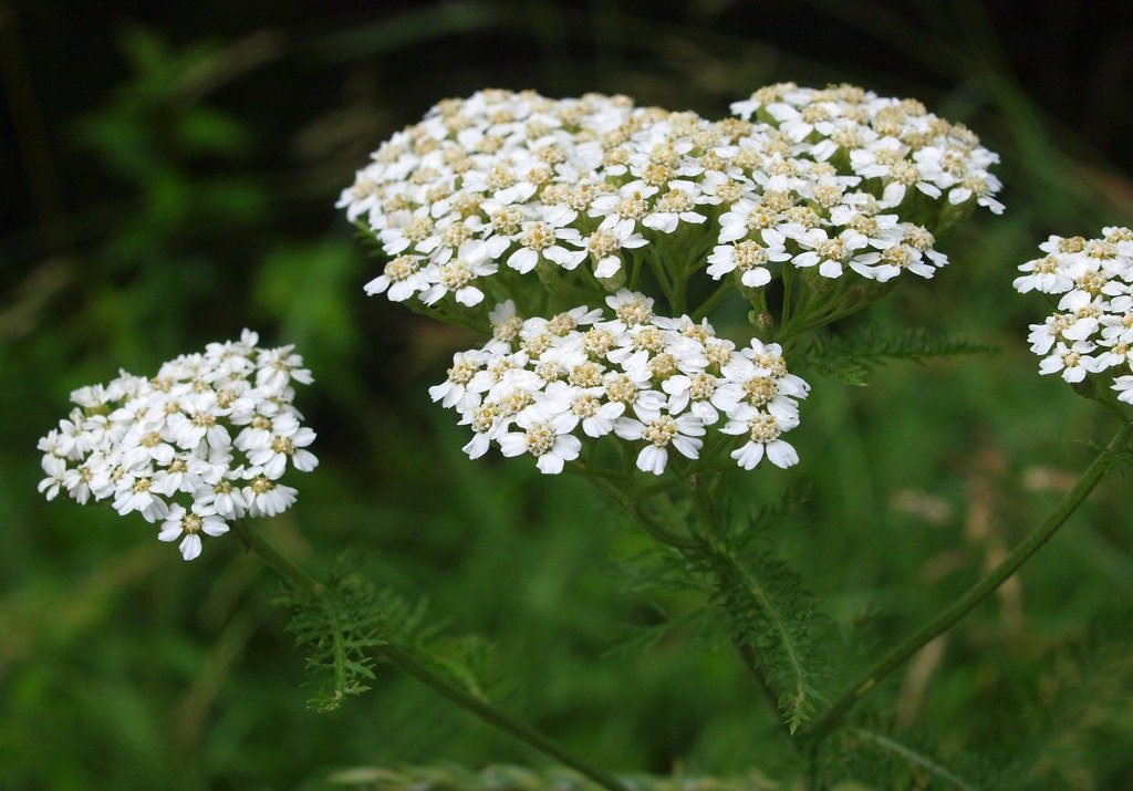 Yarrow Tincture, 1 oz bottle