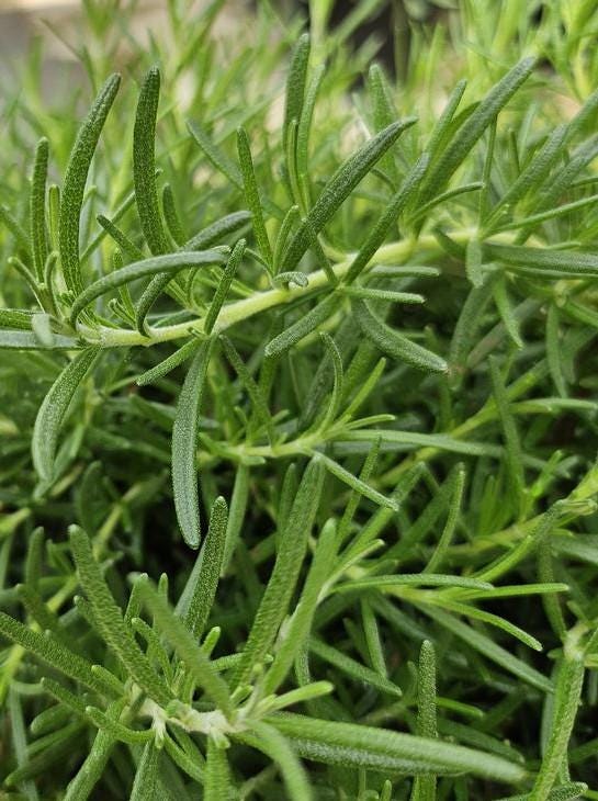 Foxtail Rosemary Live Plant, 3.25 Inch Pot, Organic potting mix, Culinary Herb