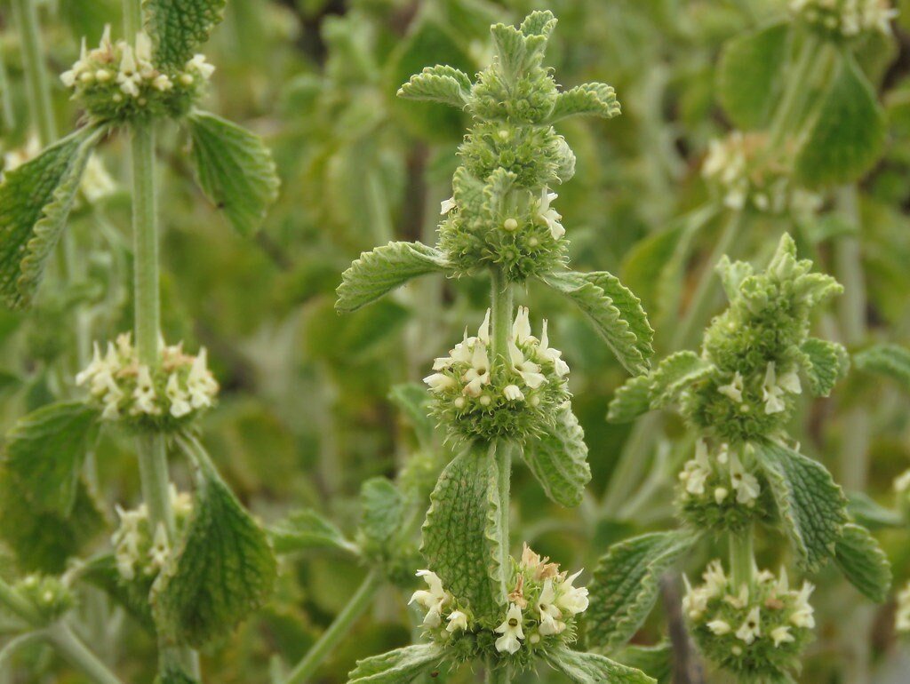 Horehound Live Plant, 3.5 Inch Pot