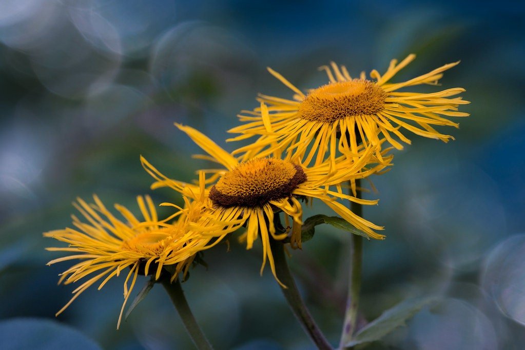 Elecampane Live Plant, 3.5 Inch Pot