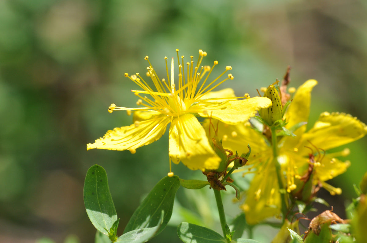 St. John’s Wort Herb Plant, 3 Starter Plugs – Bright Yellow Flowering Perennial
