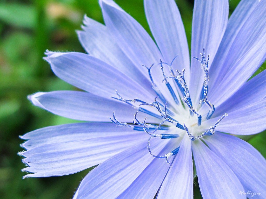 Dormant Chicory Live Plant, 3.5 Inch Pot