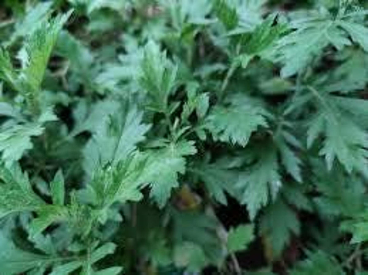 Mugwort Live Plant: Mosquito Repellent, Herbal Tea, Perennial