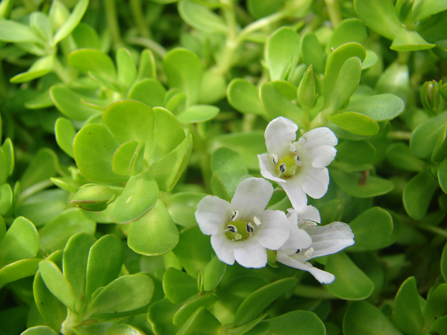 Bacopa Live Plant, 3.25 Inch Pot