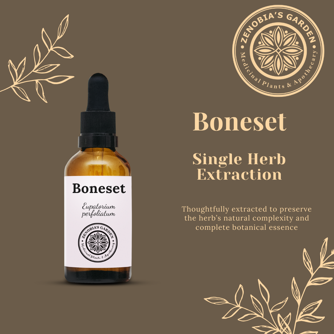 Boneset Tincture, 1 oz bottle