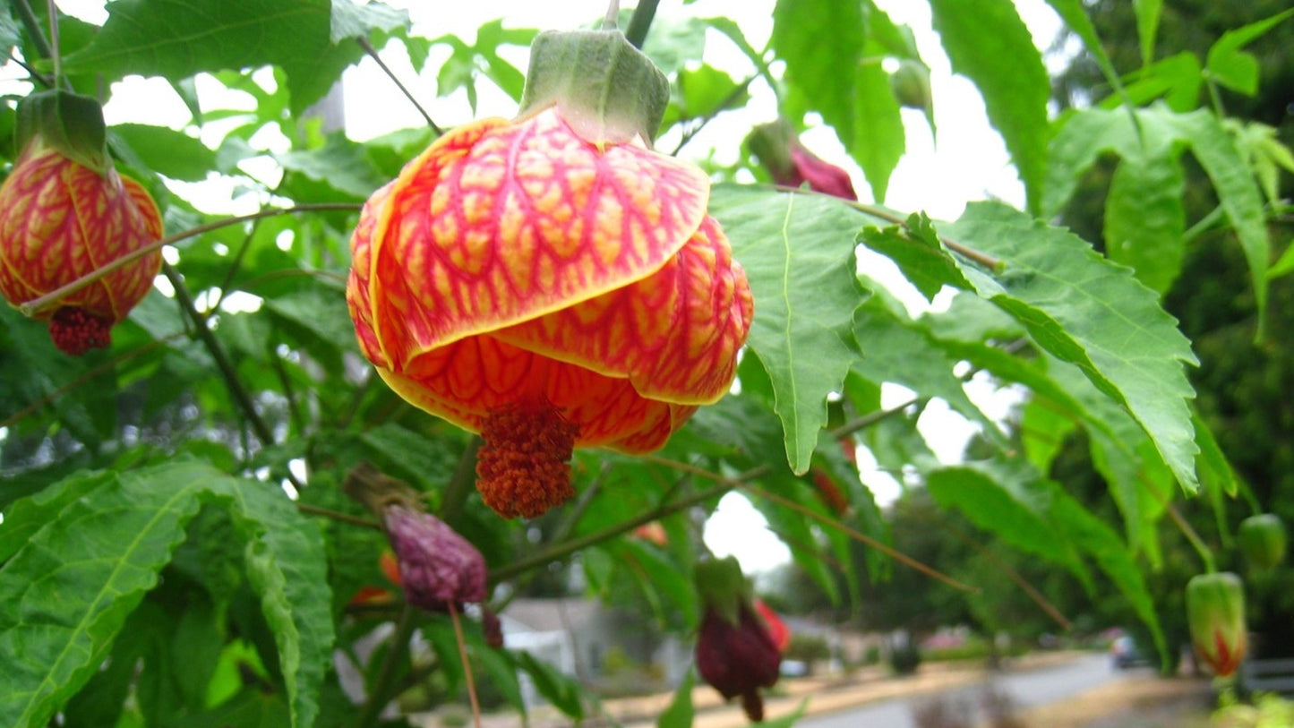Chinese Lantern Live Plant, 2.5 Inch Pot