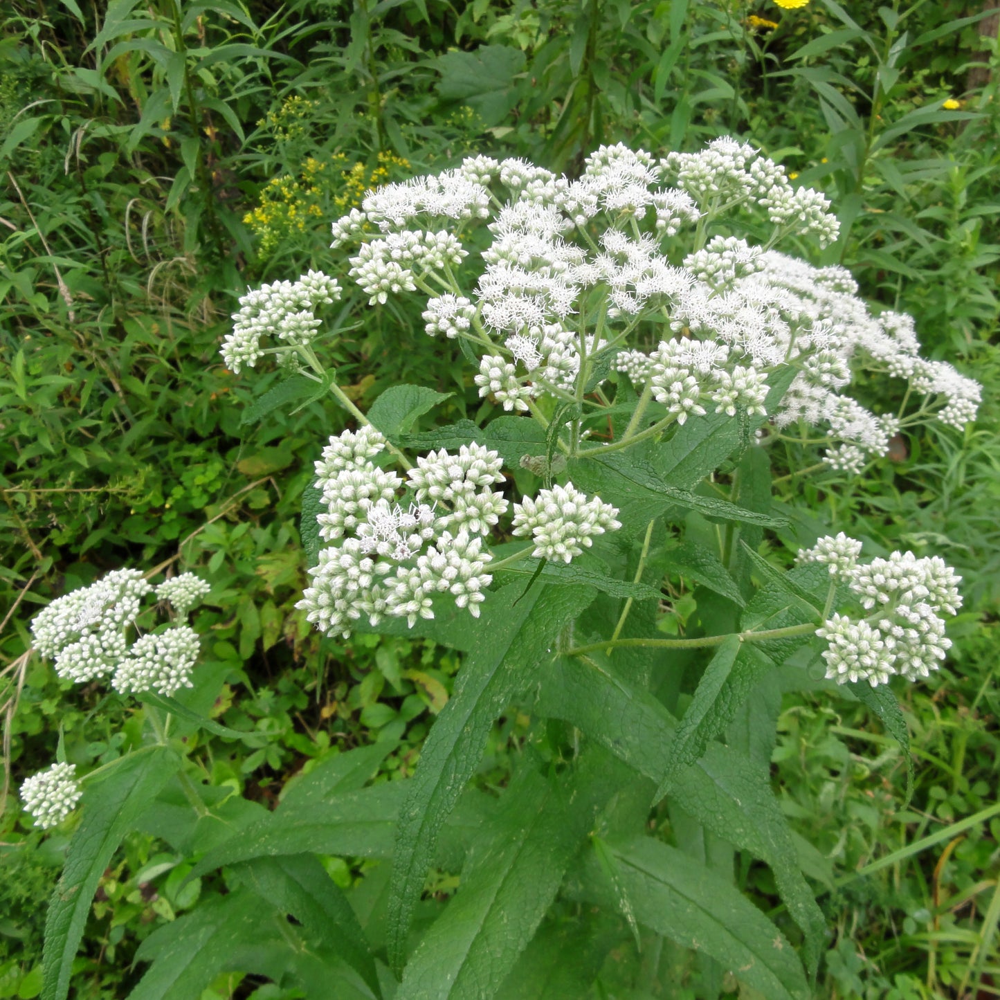Boneset Live Plant, 3.25 inch pot