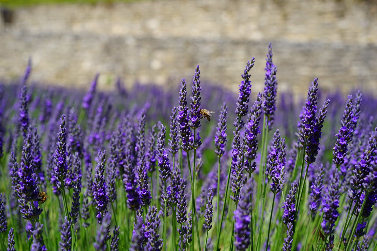 English Lavender Live Plant, 3.5 Inch Pot
