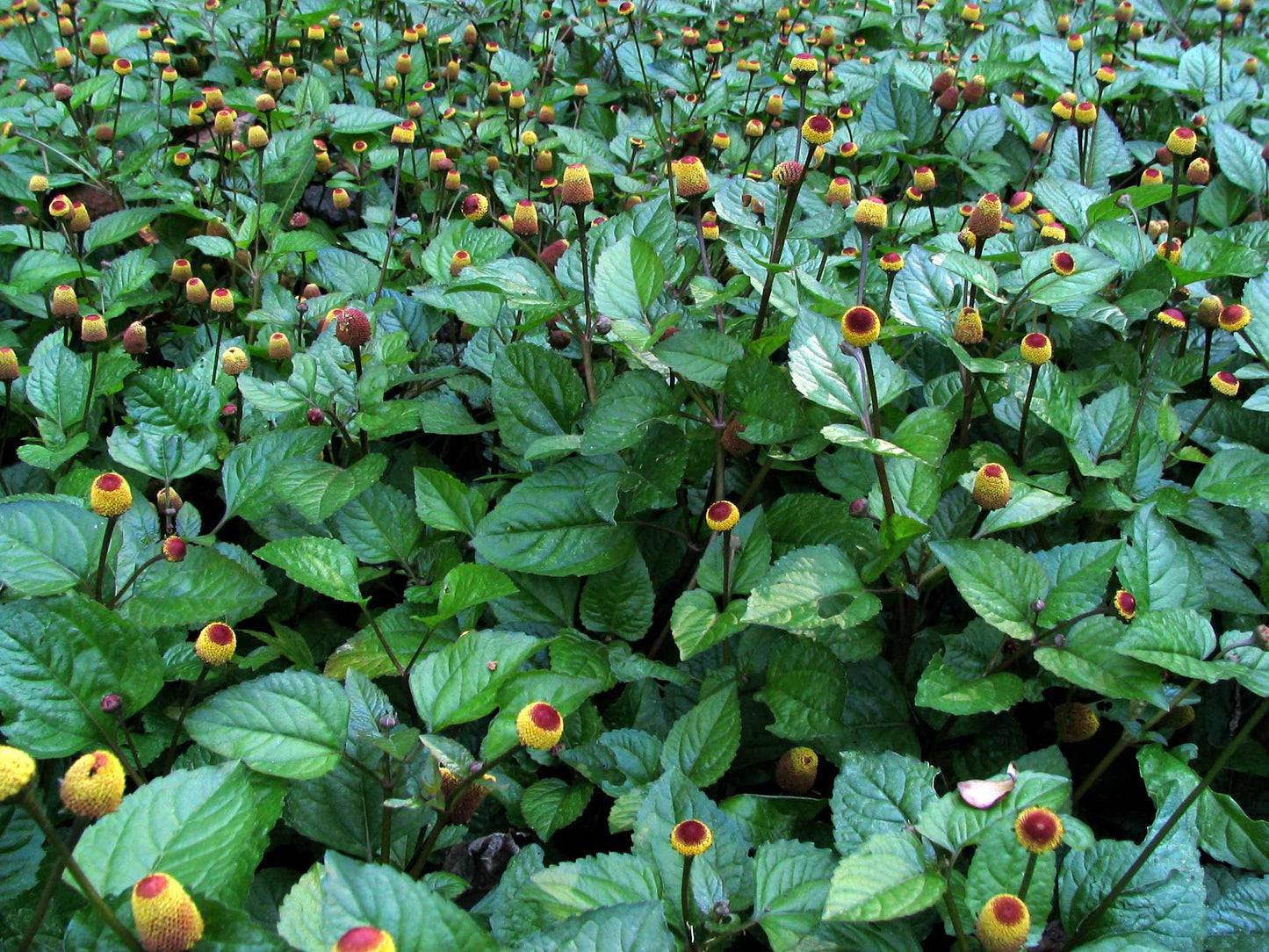 Spilanthes Live Plant, 2.5 Inch Pot
