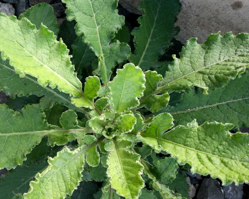 Wild Lettuce Live Plant, 3.5 Inch Pot