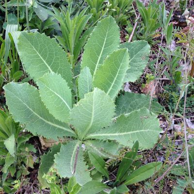 Wild Lettuce Live Plant, 3.5 Inch Pot