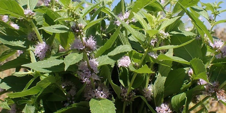 Wild Mint Live Plant, 3.5 Inch Pot