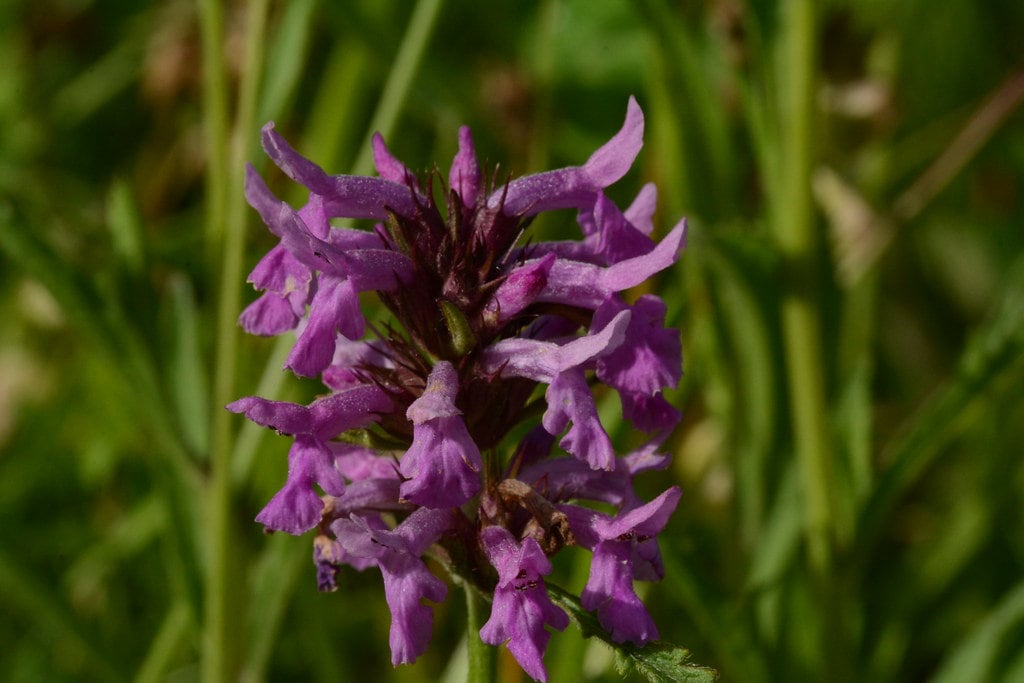 Dormant Betony Plant, 3.5 Inch Pot Local Sales Only