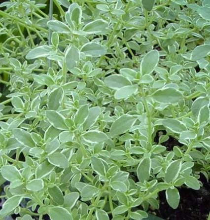 Silver Queen Thyme Plant, Compact Herb for Containers, 3.25 Inch Pot