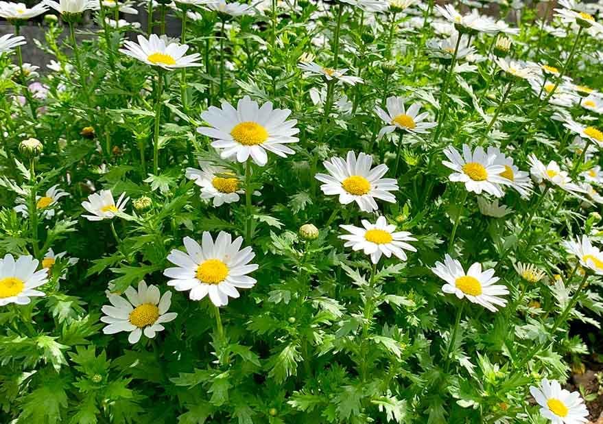 Feverfew Live Plant, 3.25 Inch Pot or Quart Pot, Perennial