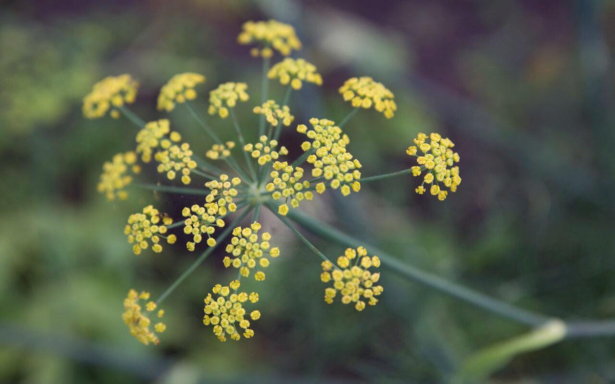 Florence Fennel Plant, Hardy Biennial for Zones 6 to 9, 3.25 Inch Nursery Pot