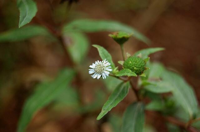 Eclipta Alba Plant (3.5 Inch Pot)