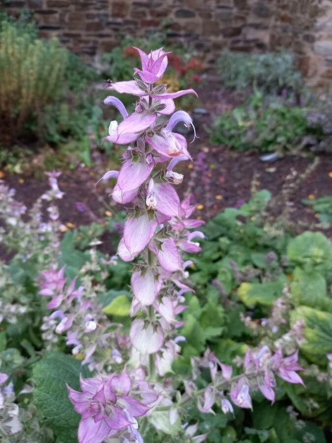 Clary Sage Plant, Quart Pot, Organic potting mix