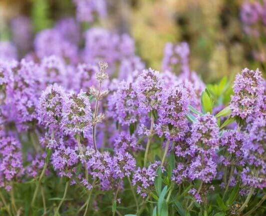 Lavender Thyme Live Plant, 3.25 Inch Pot