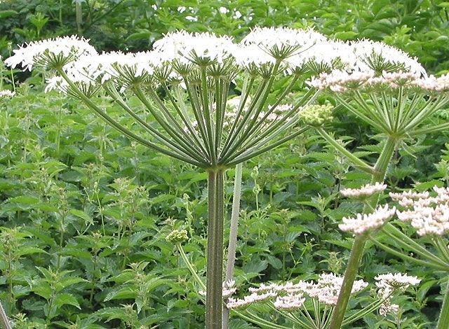 Angelica archangelica plant, Tall biennial herb, 3.25 inch pot