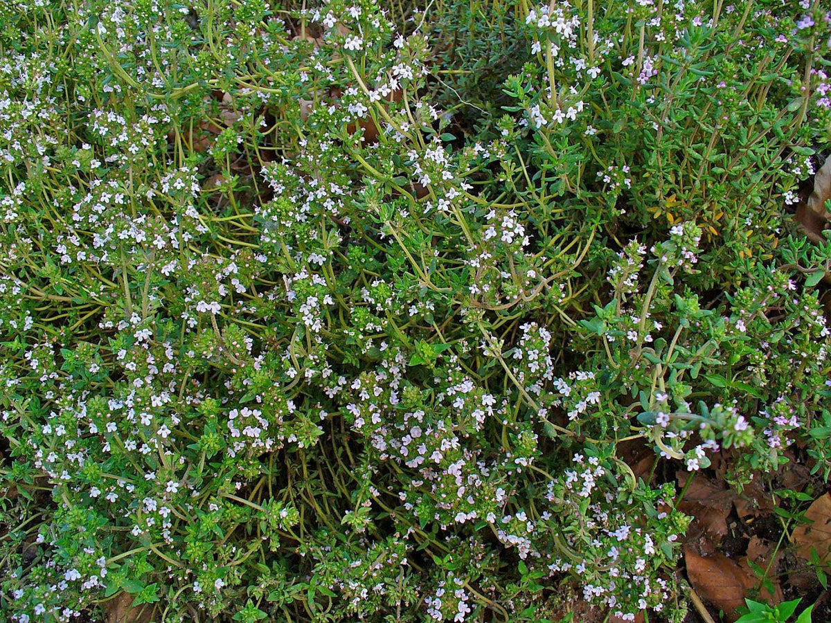 English Thyme Plant, 3 Starter Plugs, Fragrant Culinary Herb
