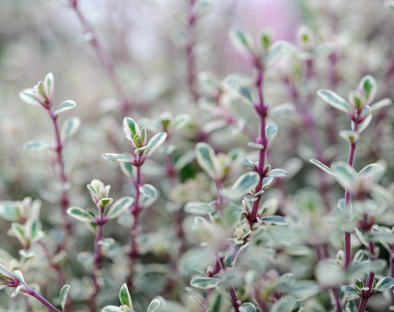 Silver Queen Thyme Plant, Compact Herb for Containers, 3.25 Inch Pot